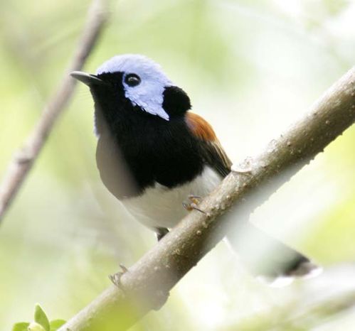 Lovely Fairy-wren | Malurus amabilis photo