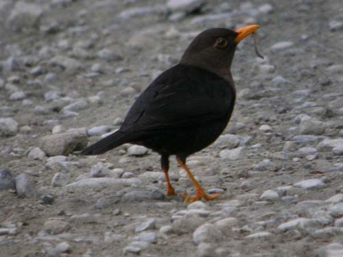 Island Thrush | Turdus poliocephalus photo