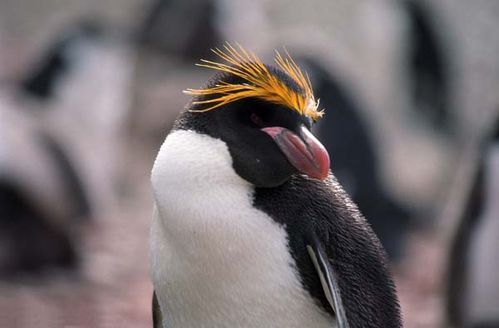 Macaroni Penguin | Eudyptes chrysolophus photo