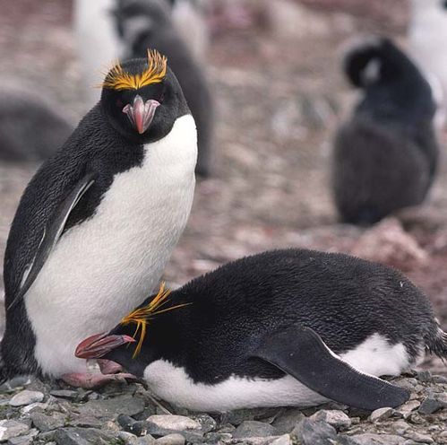 Macaroni Penguin | Eudyptes chrysolophus photo