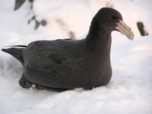 Southern Giant-Petrel | Macronectes giganteus photo