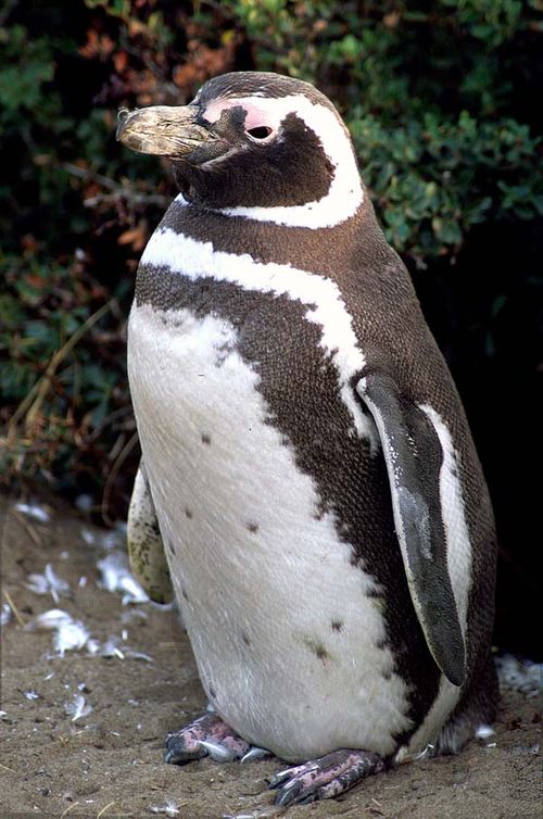 Magellanic Penguin | Spheniscus magellanicus photo