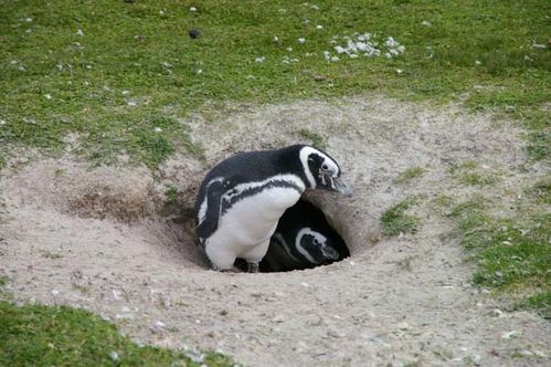 Magellanic Penguin | Spheniscus magellanicus photo