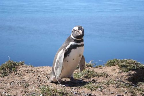 Magellanic Penguin | Spheniscus magellanicus photo