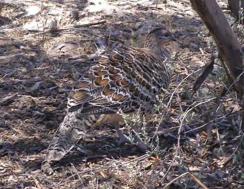 Malleefowl | Leipoa ocellata photo