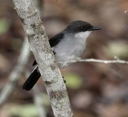 Mangrove Robin | Peneoenanthe pulverulenta photo