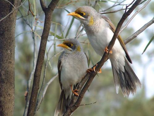 Yellow-throated Miner | Manorina flavigula photo