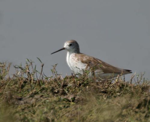 Marsh Sandpiper | Tringa stagnatilis photo