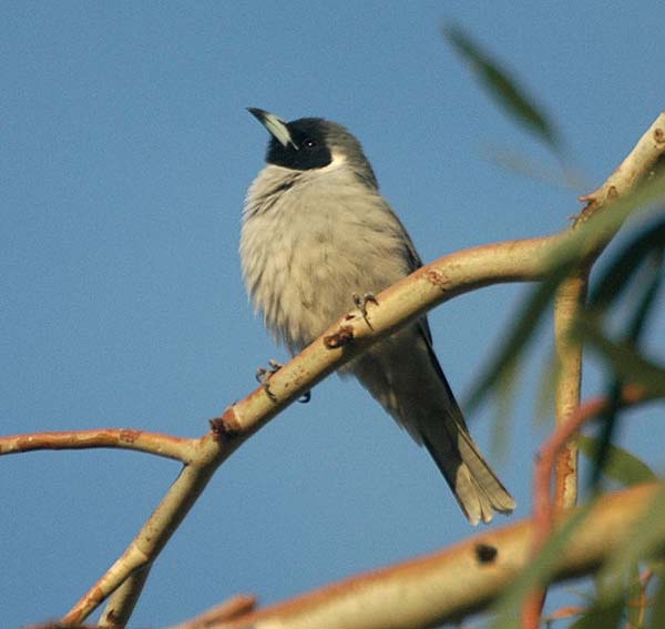 Masked Woodswallow | Artamus personatus photo