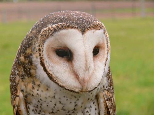 Masked Owl | Tyto novaehollandiae photo