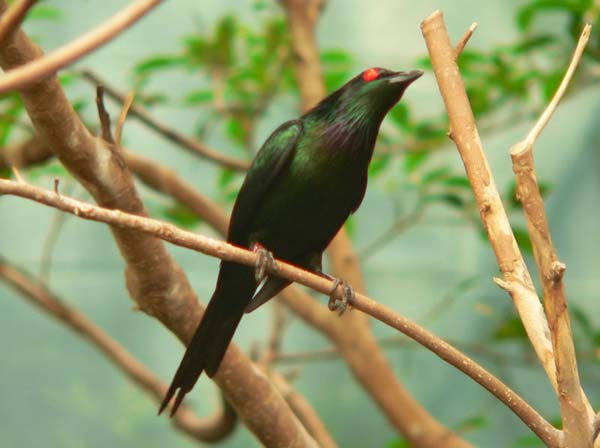 Metallic Starling | Aplonis metallica photo