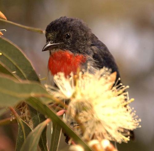 Mistletoebird | Dicaeum hirundinaceum photo