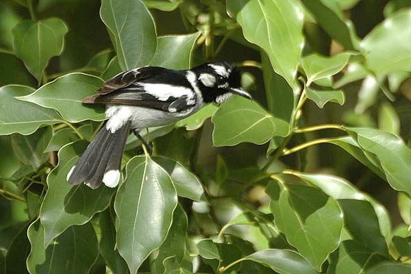 White-eared Monarch | Monarcha leucotis photo