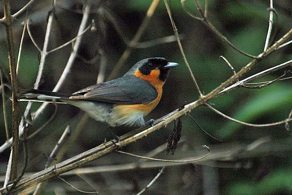 Spectacled Monarch | Monarcha trivirgatus photo