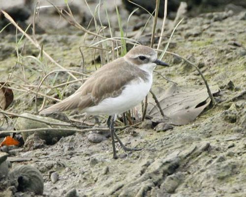 Lesser Sand Plover | Charadrius mongolus photo