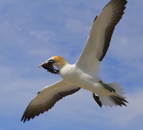 Australian Gannet | Morus serrator photo