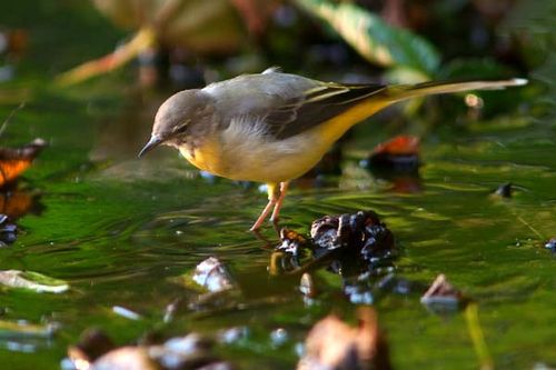 Grey Wagtail | Motacilla cinerea photo