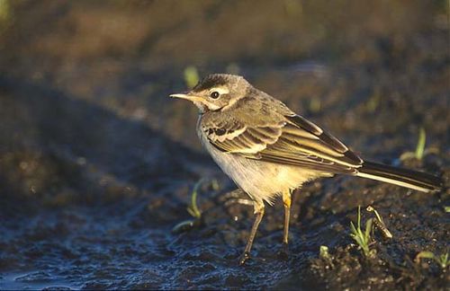 Yellow Wagtail | Motacilla flava photo