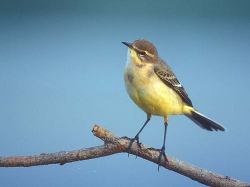 Yellow Wagtail | Motacilla flava photo