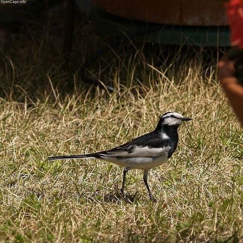 Black-backed Wagtail | Motacilla lugens photo