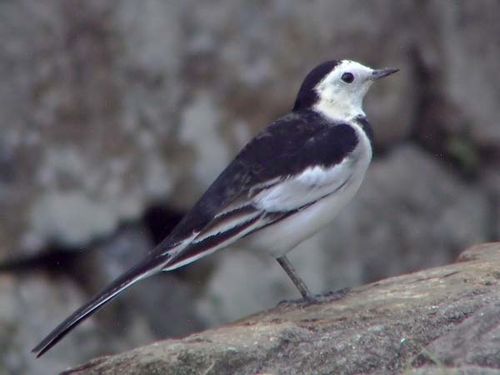 Black-backed Wagtail | Motacilla lugens photo