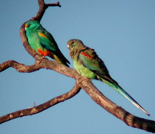 Mulga Parrot | Psephotus varius photo