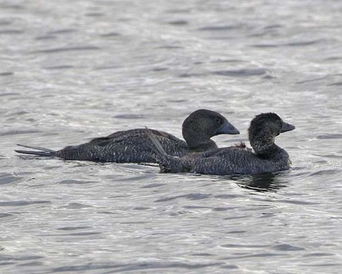 Musk Duck | Biziura lobata photo