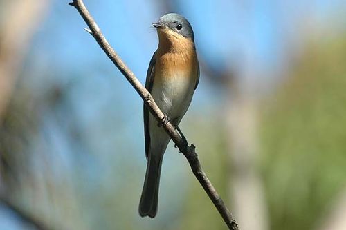 Leaden Flycatcher | Myiagra rubecula photo