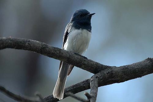 Leaden Flycatcher | Myiagra rubecula photo