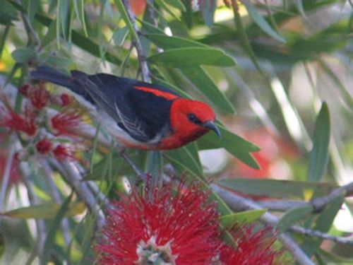 Scarlet Honeyeater | Myzomela sanguinolenta photo