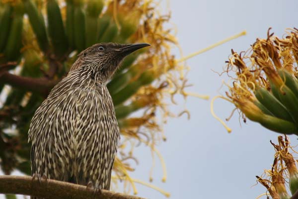 Little Wattlebird | Anthochaera chrysoptera photo