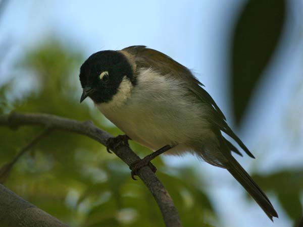 Black-headed Honeyeater | Melithreptus affinis photo