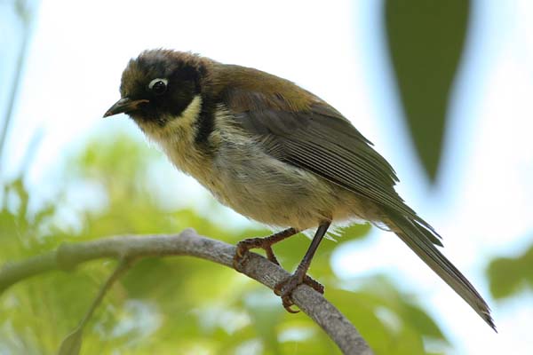 Black-headed Honeyeater | Melithreptus affinis photo