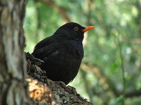 Eurasian Blackbird | Turdus merula photo