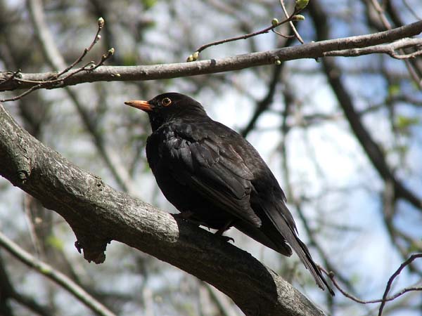 Eurasian Blackbird | Turdus merula photo