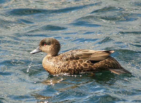 Chestnut Teal | Anas castanea photo