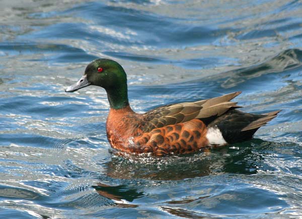 Chestnut Teal | Anas castanea photo