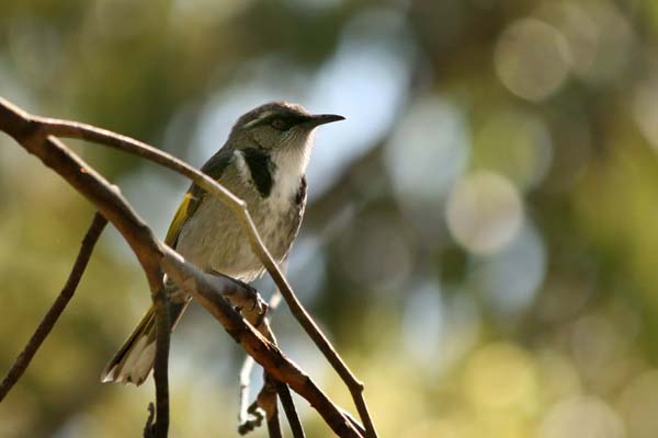 Crescent Honeyeater | Phylidonyris pyrrhoptera photo