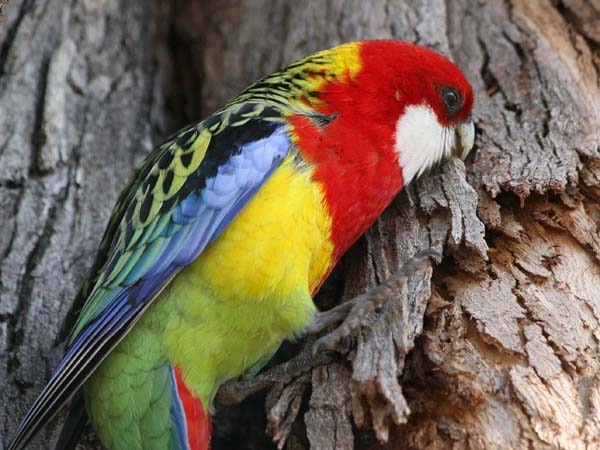 Eastern Rosella | Platycercus eximius photo