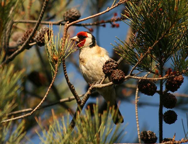 European Goldfinch | Carduelis carduelis photo