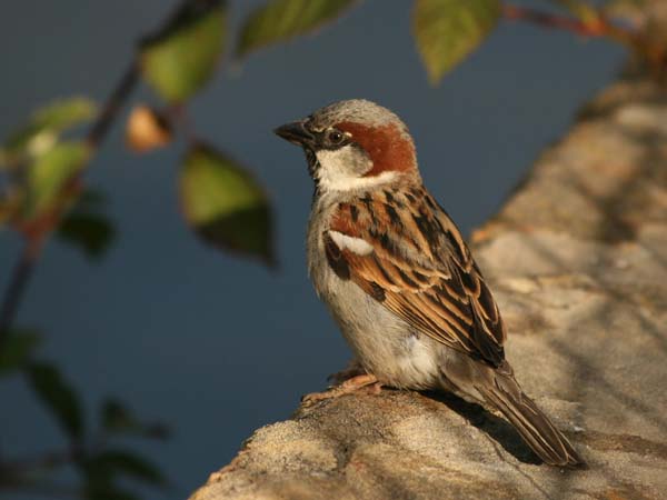 House Sparrow | Passer domesticus photo