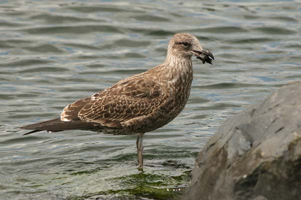 Kelp Gull | Larus dominicanus photo