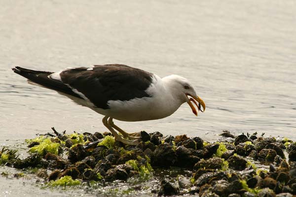 Kelp Gull | Larus dominicanus photo