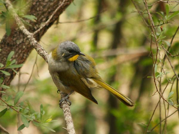 Yellow-throated Honeyeater | Lichenostomus flavicollis photo