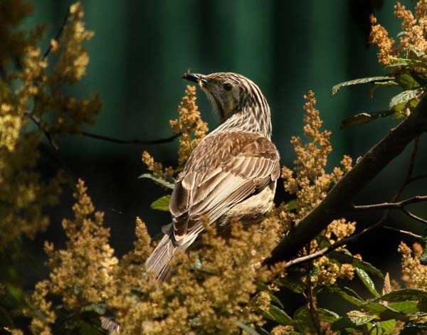 Yellow Wattlebird | Anthochaera paradoxa photo