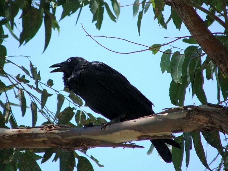 Australian Raven | Corvus coronoides photo