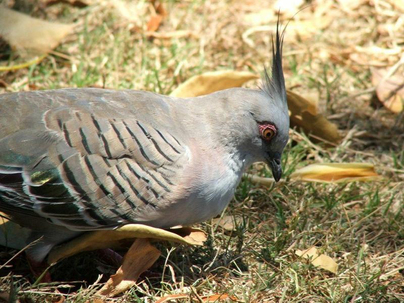 Crested Pigeon | Ocyphaps lophotes photo