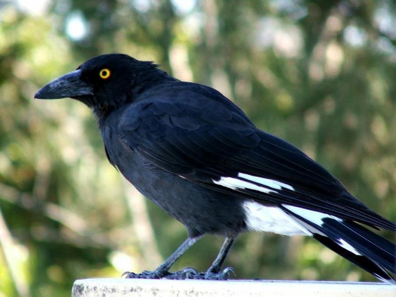 Pied Currawong | Strepera graculina photo