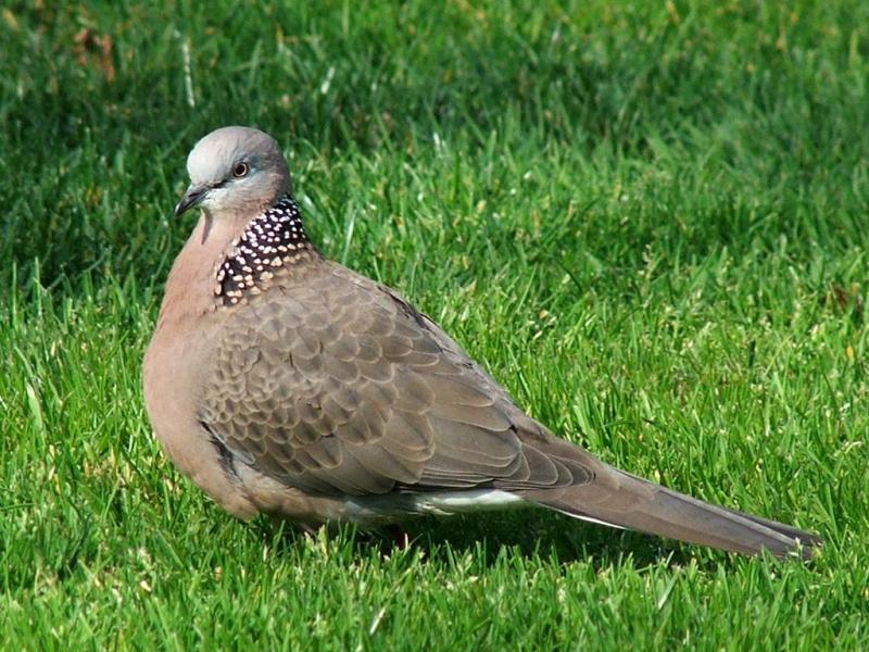 Spotted Turtle-Dove | Streptopelia chinensis photo