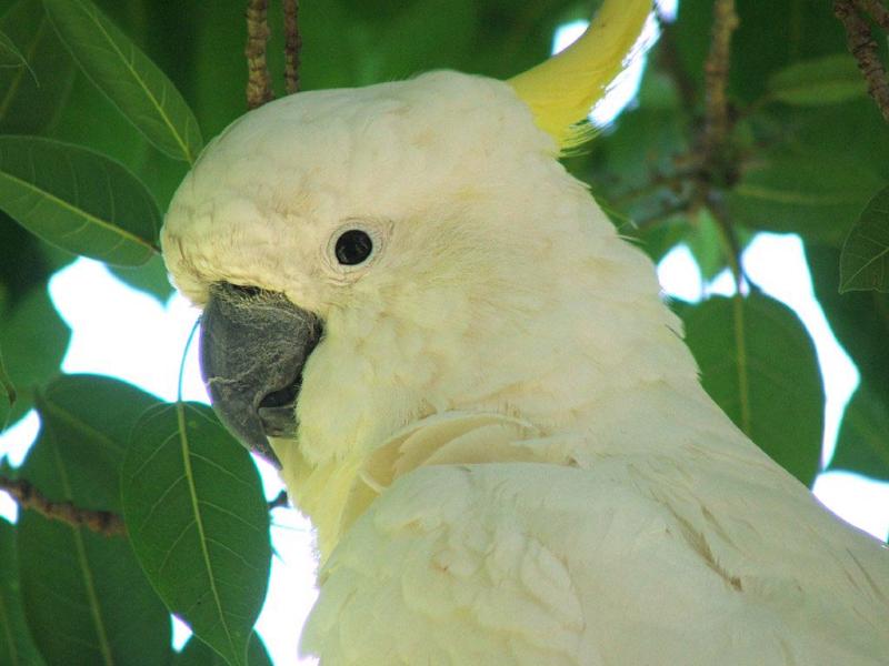Sulphur-crested Cockatoo | Cacatua galerita photo